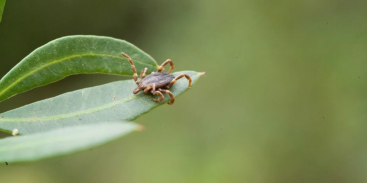 Wie schnell sind zecken und wie gefährlich ist ihre Geschwindigkeit? Wie schnell sind zecken und wie gefährlich ist ihre Geschwindigkeit?