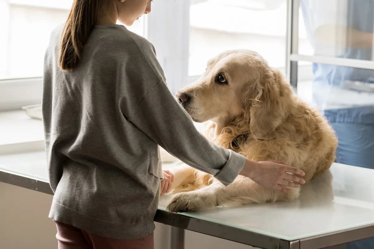 Wann darf ein Tierarzt einen Hund einschläfern? Wichtige Hinweise für Tierbesitzer Wann darf ein Tierarzt einen Hund einschläfern? Wichtige Hinweise für Tierbesitzer