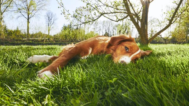 Was hilft gegen Zecken beim Hund? Effektive Methoden zur Abwehr Was hilft gegen Zecken beim Hund? Effektive Methoden zur Abwehr