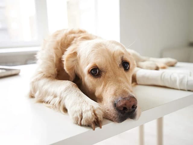 Was hilft bei Arthrose bei Hunden? Effektive Behandlungen und Tipps Was hilft bei Arthrose bei Hunden? Effektive Behandlungen und Tipps