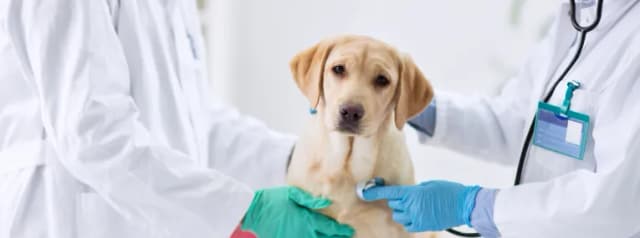 Was kostet tierarzt notdienst? So vermeiden Sie hohe Notarztkosten Was kostet tierarzt notdienst? So vermeiden Sie hohe Notarztkosten