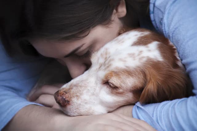 Was kostet hund einschläfern und entsorgen? Wichtige Kostenfaktoren Was kostet hund einschläfern und entsorgen? Wichtige Kostenfaktoren