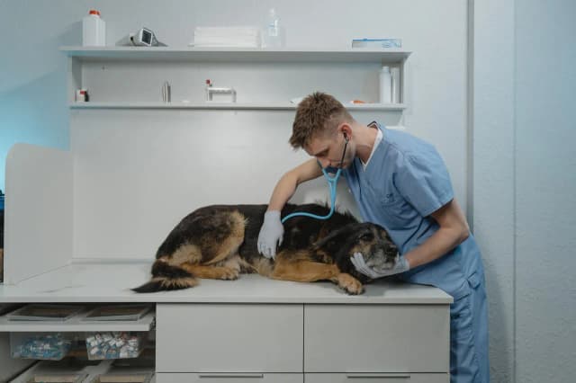 Was macht der Tierarzt? Wichtige Aufgaben und Verantwortung für Tiere Was macht der Tierarzt? Wichtige Aufgaben und Verantwortung für Tiere