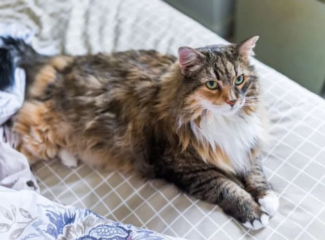 Wie viel kosten Maine Coon Katzen? Die versteckten Kosten und Faktoren Wie viel kosten Maine Coon Katzen? Die versteckten Kosten und Faktoren
