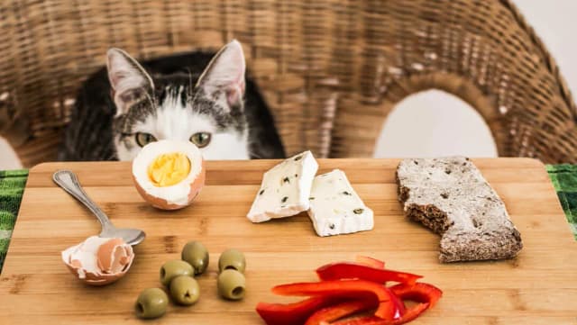 Was essen Katzen gerne? Die besten Futteroptionen für Ihre Katze Was essen Katzen gerne? Die besten Futteroptionen für Ihre Katze