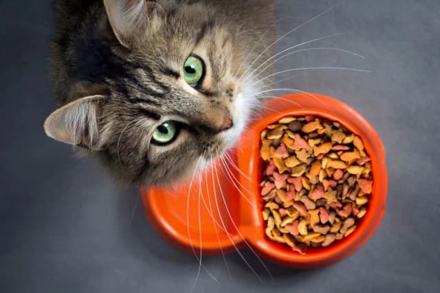 Welches Katzen Trockenfutter ist wirklich das beste für Ihre Katze? Welches Katzen Trockenfutter ist wirklich das beste für Ihre Katze?
