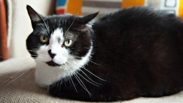 Wie schwer sind Katzen? Die überraschenden Durchschnittswerte und Tipps Wie schwer sind Katzen? Die überraschenden Durchschnittswerte und Tipps
