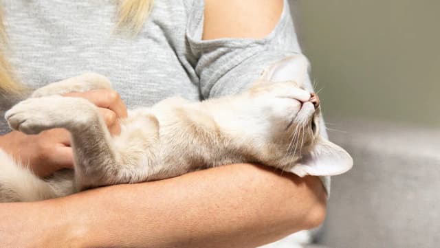 Warum schnurrt eine Katze? Die überraschenden Gründe für das Schnurren Warum schnurrt eine Katze? Die überraschenden Gründe für das Schnurren