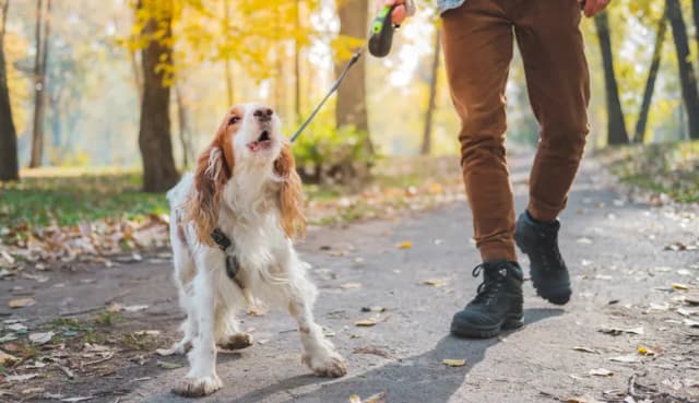 Warum bellt ein Hund? Die überraschenden Gründe für das Bellen Warum bellt ein Hund? Die überraschenden Gründe für das Bellen