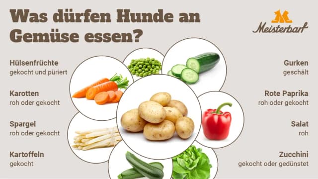 Was essen die Hunde? Die besten gesunden Lebensmittel für deinen Hund Was essen die Hunde? Die besten gesunden Lebensmittel für deinen Hund