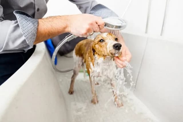 Warum stinken Hunde? Die häufigsten Ursachen und Lösungen für Gerüche Warum stinken Hunde? Die häufigsten Ursachen und Lösungen für Gerüche