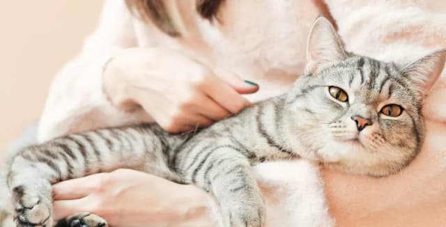 Warum zittert meine Katze? Ursachen und was Sie wissen sollten Warum zittert meine Katze? Ursachen und was Sie wissen sollten