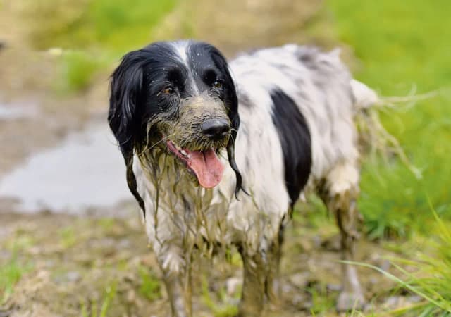Warum wälzen sich Hunde in Kot? Die überraschenden Gründe erklärt Warum wälzen sich Hunde in Kot? Die überraschenden Gründe erklärt