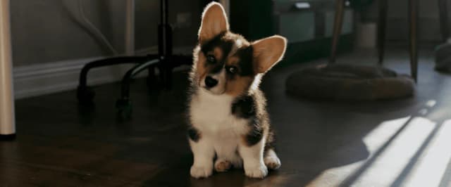 Wie viel Welpen bekommt ein Hund? Überraschende Fakten zur Wurfgröße Wie viel Welpen bekommt ein Hund? Überraschende Fakten zur Wurfgröße