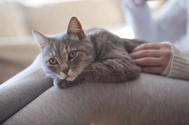 Warum schnurren Katzen wenn sie sterben? Die berührende Wahrheit erklärt Warum schnurren Katzen wenn sie sterben? Die berührende Wahrheit erklärt