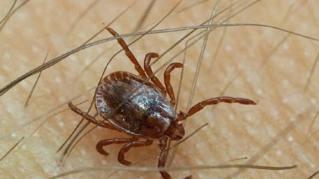 Warum beißen Zecken nicht jeden? Die überraschenden Gründe erklärt Warum beißen Zecken nicht jeden? Die überraschenden Gründe erklärt