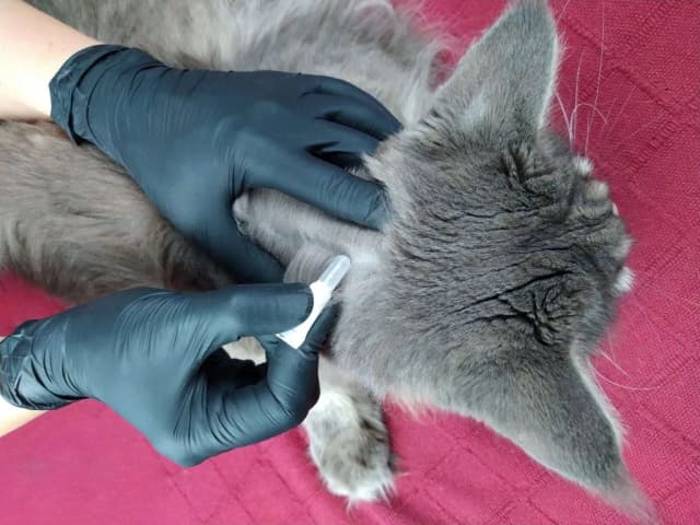 Was hilft bei Katzen gegen Zecken? Effektive Methoden und Tipps Was hilft bei Katzen gegen Zecken? Effektive Methoden und Tipps
