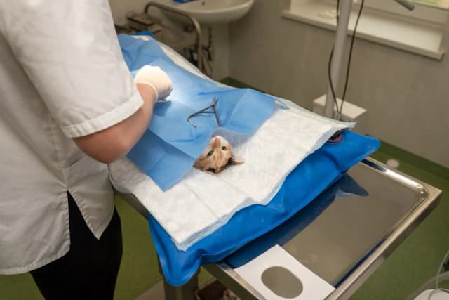 Was kostet die Sterilisation einer Katze? So vermeiden Sie hohe Kosten Was kostet die Sterilisation einer Katze? So vermeiden Sie hohe Kosten