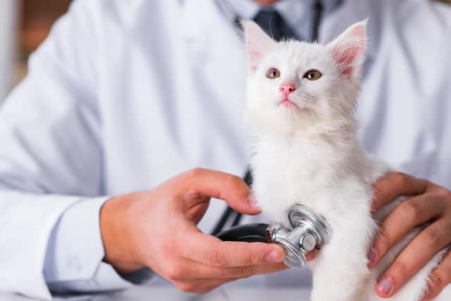Wann muss eine Katze zum Tierarzt? Wichtige Hinweise zur Gesundheit Wann muss eine Katze zum Tierarzt? Wichtige Hinweise zur Gesundheit