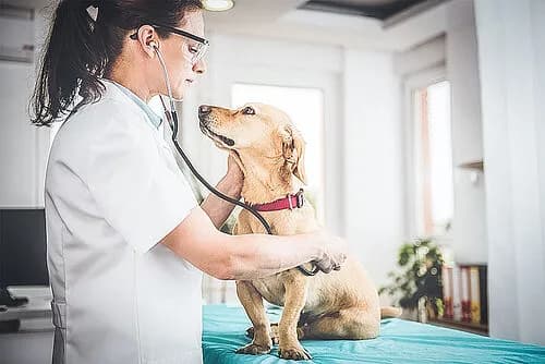 Was kostet der Tierarzt? Kosten für Behandlungen und Untersuchungen verstehen Was kostet der Tierarzt? Kosten für Behandlungen und Untersuchungen verstehen