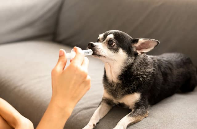 Wie oft entwurmen Hund: Wichtige Tipps für die Gesundheit Ihres Hundes Wie oft entwurmen Hund: Wichtige Tipps für die Gesundheit Ihres Hundes