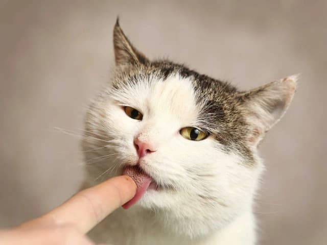 Was bedeutet es, wenn Katzen einen ablecken? Die überraschenden Gründe erklärt Was bedeutet es, wenn Katzen einen ablecken? Die überraschenden Gründe erklärt