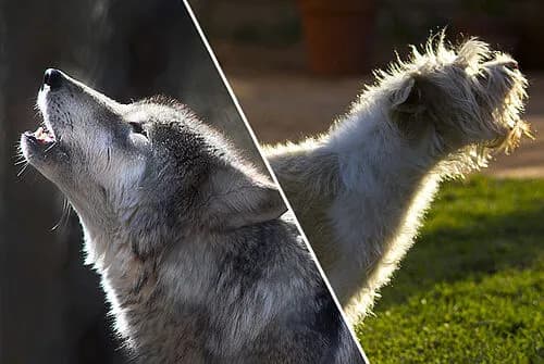 Was ist ein Hund? Die überraschende Wahrheit über unsere besten Freunde Was ist ein Hund? Die überraschende Wahrheit über unsere besten Freunde