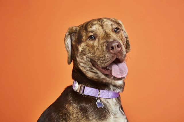 Was kostet Bravecto für Hunde beim Tierarzt? Preise und Tipps für Sparfüchse Was kostet Bravecto für Hunde beim Tierarzt? Preise und Tipps für Sparfüchse